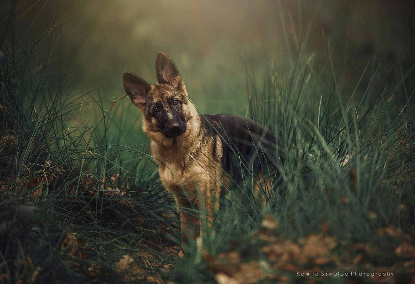 Dog portrait outdoors - natural pet photography in Nottingham